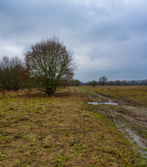 A tree and a dirt road at a moor. Dramatic sky in the background. Picture from Revingehed, Scania county, Sweden