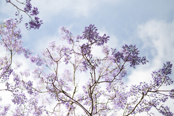 Looking up at blooming purple jacaranda tree on white background