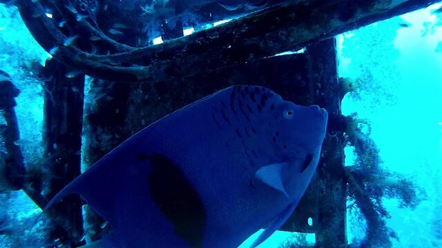 Yellowbar Anglefish in shipwreck
Underwater shot from, Eilat, Israel ,red sea
