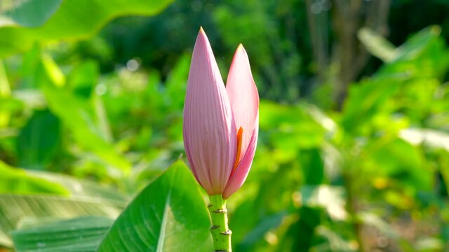 Close Up of Pink Blossom Banana Flower or Musa ornata Roxb in Outdoor Green Garden in Thailand. Beautiful Blooming Flower with Tropical Greenery on Background