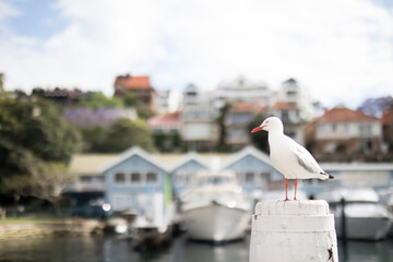 Seagull