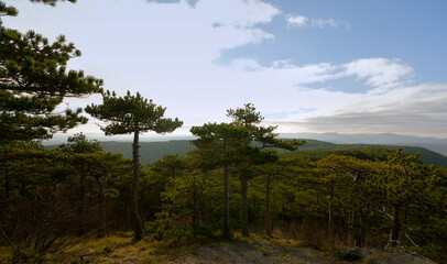 Kiefernwald in Bad Vöslau, Niederösterreich, Österreich