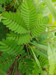 fern leaves