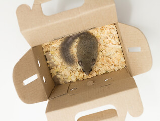 African Pygmy Dormouse in brown paper box