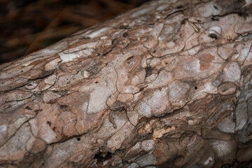 Texture of pine bark close-up. The bark is eaten by worms.