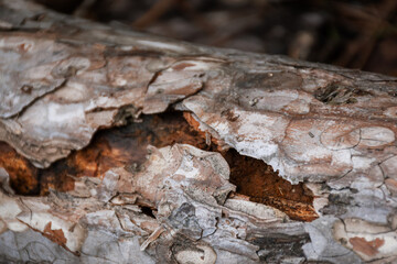 Texture of pine bark close-up. The bark is eaten by worms. The microtexture of the veins in selective focus. Natural abstract background with shallow depth of field in warm brown colors. Copy space
