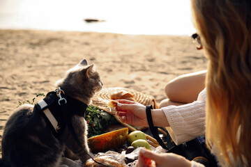 This stock photo shows a Scottish Straight gray cat with a leash on the beach on a sunny day