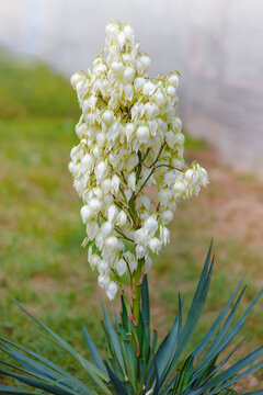Beautiful yucca palm flowers in the morning sun