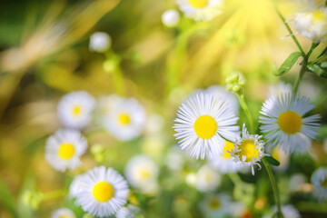 Field chamomile. White meadow flower with tender petals