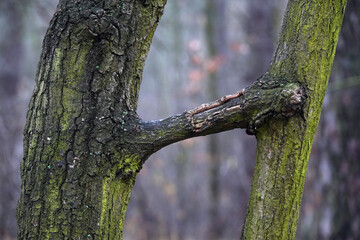Trees with bizarre shapes