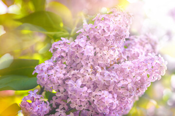 Beautiful view of the blooming lilac bush. Spring landscape with lilac flowers