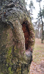 Trees with bizarre shapes