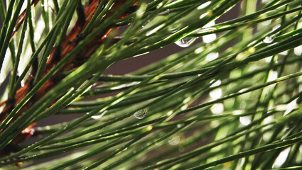 Fototapeta premium Coniferous tree branch