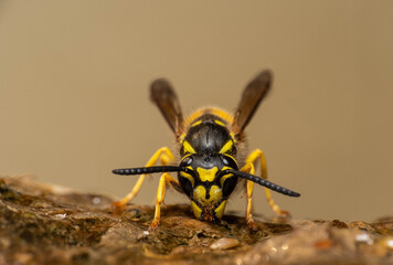 wasp