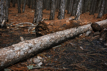 Obraz premium Fallen trees in a pine forest. Old dilapidated tree trunks close-up. A path in a pine forest through fallen leaves. Winter gloomy forest. Low point shooting, natural brown background