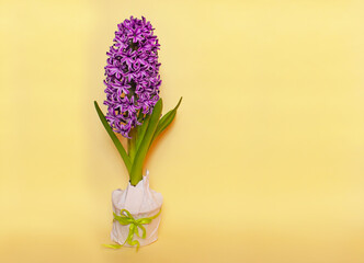 pink hyacinth flower in a pot with a gift bow on a yellow background