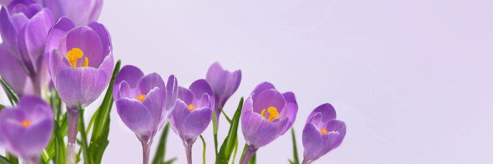 violet crocus blooming  in panoramic view on pink background
