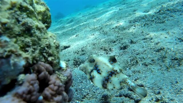 Trunkfish swimming close up next to coral
Underwater shot from, Eilat, Israel ,red sea

