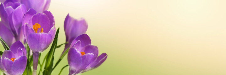 close on beautiful violet crocus blooming  in panoramic view on green and yellow background