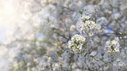 beautiful flwhite flowers of a cherry tree blossoming in sunny light