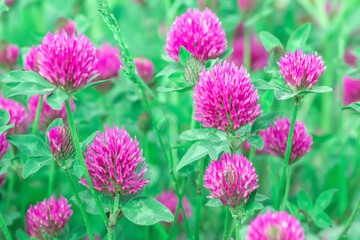 Fresh pink Clover in green spring fields. Beautiful Trifolium pratense flowers growing on summer pasture