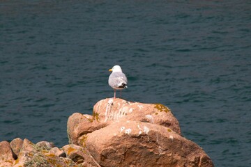 Fototapeta premium seagull on rock