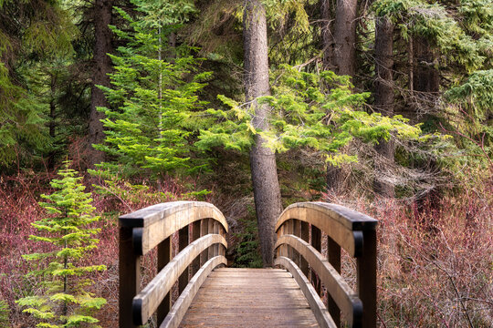 A Bridge Amongst Ponderosa Pine Trees and Manzanita Bushes in Bend Oregon