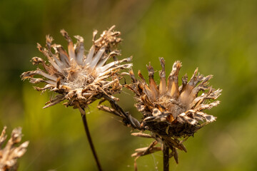 Verwelkte Distel-Blüten (Nahaufnahme)