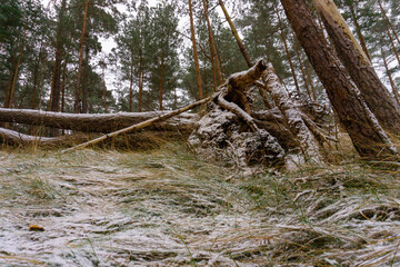 Fototapeta premium Fallen tree in sand dune forest. Fallen tree covered by snow in winter time. Fallen tree in Bernati seaside park, Latvia