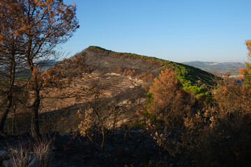 Burnt pine trees after a forest fire in the mountain