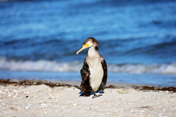 Great black cormorant ,Phalacrocorax carb, on the seashore.