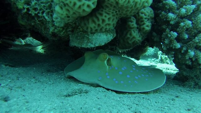Bluespotted ribbontail ray under rock
Underwater shot from, Eilat, Israel ,red sea
