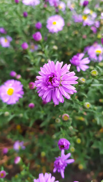 photo of a lilac flower close up against a background of greenery and other flowers