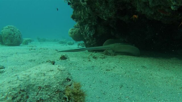 Bluespotted ribbontail ray under rock
Underwater shot from, Eilat, Israel ,red sea
