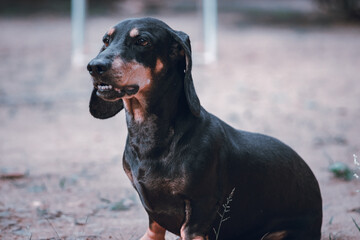 Angry looking mature male badger dog sitting and barking, isolated dog photo taken on the sandy ground. these long-bodied short-legged domestic obedient pets also called dachshunds. great companion.