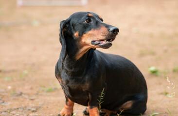 Angry looking mature male badger dog sitting and barking, isolated dog photo taken on the sandy ground. these long-bodied short-legged domestic obedient pets also called dachshunds. great companion.