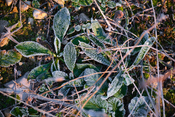 Frozen plants and leaves after the night frost