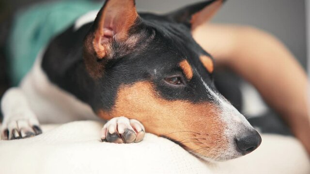 Close-up shot of basenji dog's face. A sleepy dog is lying on the bed. Cozy moments with a pet.