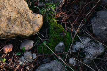 Some stones covered with moss in the forest