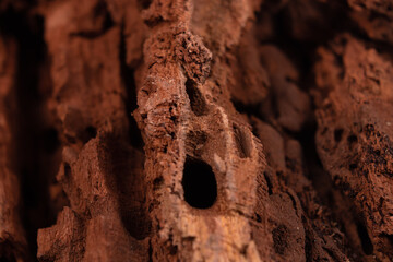 rotten wood with holes and crevices near