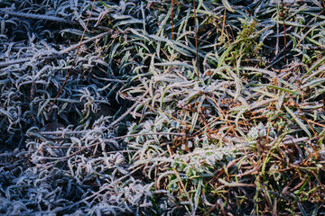 Frozen plants and leaves after the night frost