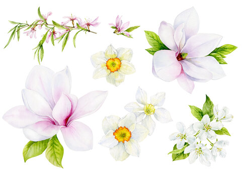 A delicate set of spring flowers with magnolias, pear, almond and daffodil flowers. Watercolor illustration.