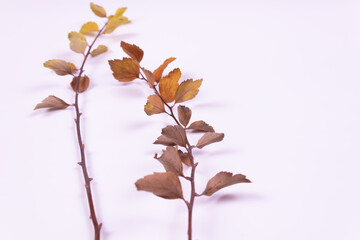 two branches with yellowing leaves lie from us on a white surface