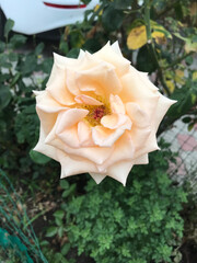 Obraz na płótnie Canvas yellow rose in the garden