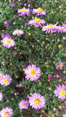 many lilac flowers with yellow hearts on a background of greenery