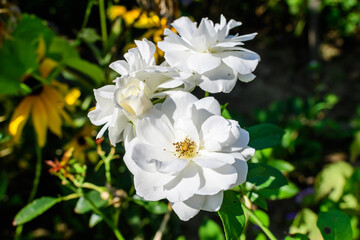 Obraz na płótnie Canvas Bush with many delicate white roses in full bloom and green leaves in a garden in a sunny summer day, beautiful outdoor floral background photographed with soft focus.