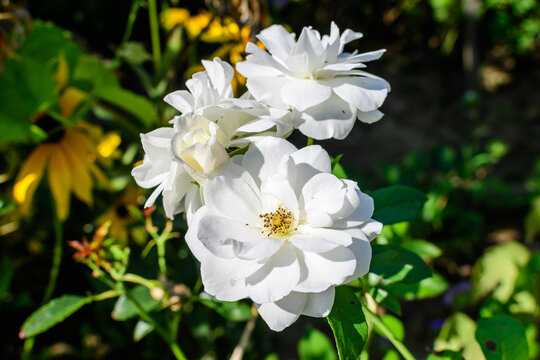 Bush with many delicate white roses in full bloom and green leaves in a garden in a sunny summer day, beautiful outdoor floral background photographed with soft focus.