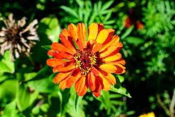 Close up of one beautiful large orange zinnia flower in full bloom on blurred green background, photographed with soft focus in a garden in a sunny summer day.
