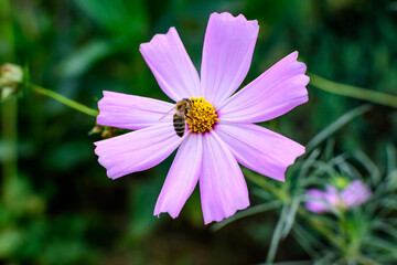 Obraz premium One delicate vivid pink flower of Cosmos plant in a British cottage style garden in a sunny summer day, beautiful outdoor floral background photographed with soft focus.