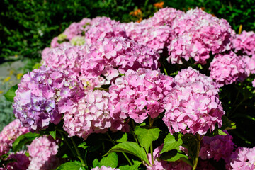 Magenta pink hydrangea macrophylla or hortensia shrub in full bloom in a flower pot, with fresh green leaves in the background, in a garden in a sunny summer day.